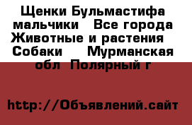 Щенки Бульмастифа мальчики - Все города Животные и растения » Собаки   . Мурманская обл.,Полярный г.